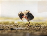 《与鸟相守的151天》“鸟妈妈”与鸟孩子们的故事 摄影人姜信和：艺术应该给生命让路